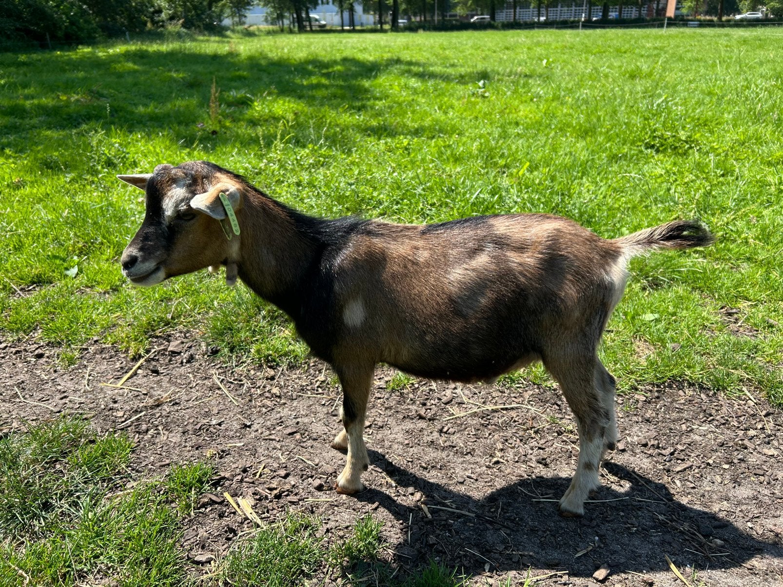Te koop dwergbok en geitje, Mannelijk, Geit, 0 tot 2 jaar