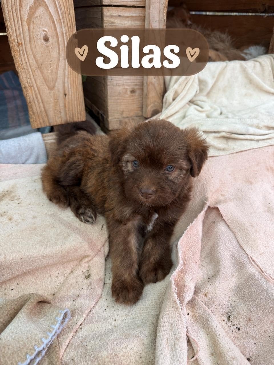 pups zoeken een thuis herplaatser goed lezen!, Particulier, 8 tot 15 weken, Buitenland, Meerdere dieren