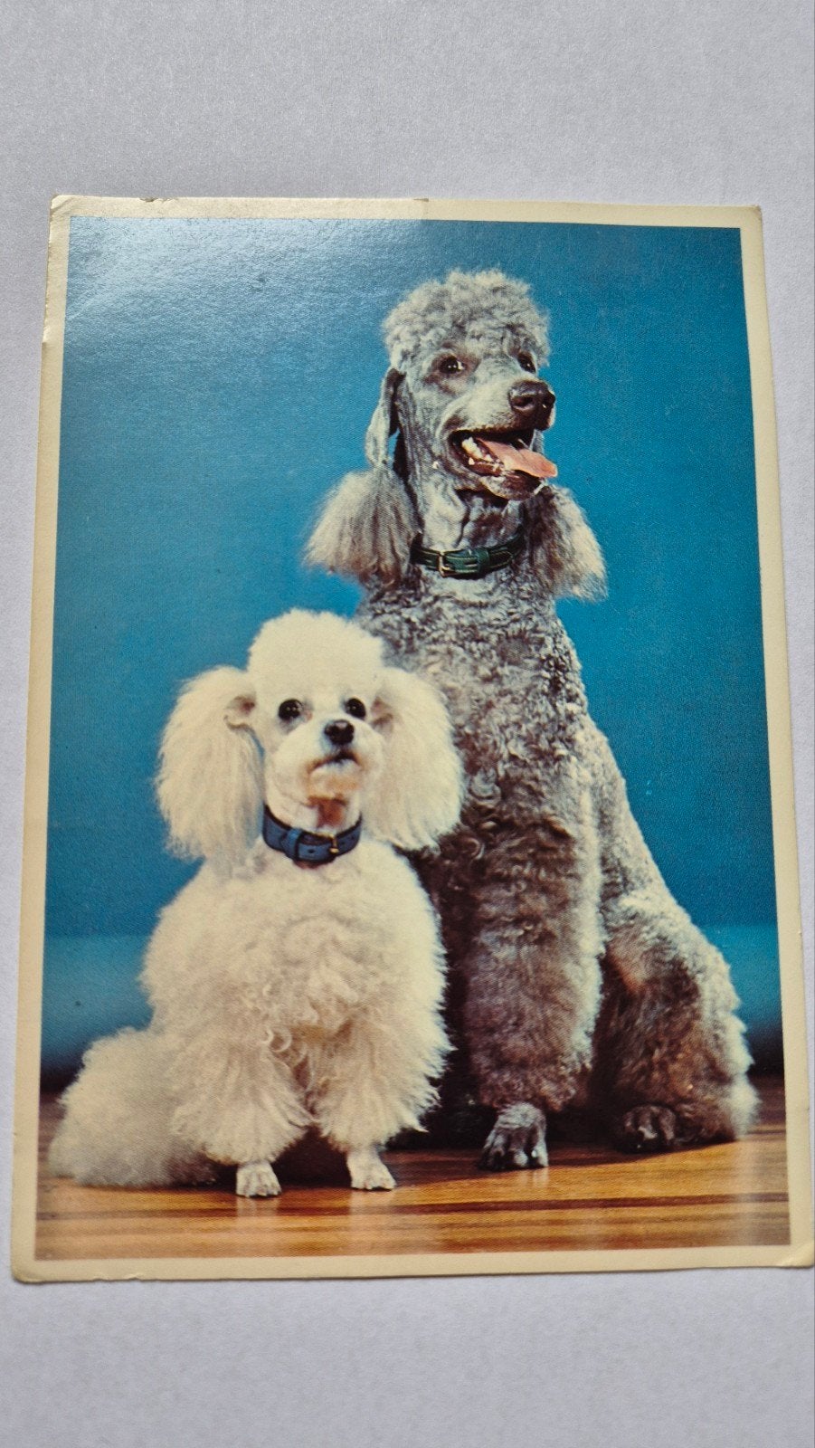 Foto ansichtkaart Poedels honden, Ophalen of Verzenden, 1960 tot 1980, Ongelopen, Hond of Kat
