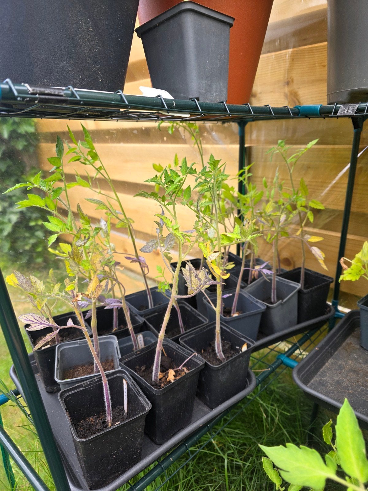 Tomatenplanten, Ophalen, Eenjarig, Groenteplanten, Volle zon