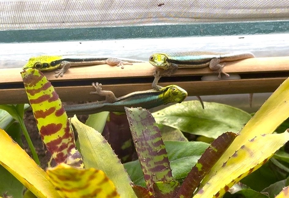 Te koop 0.0.10 Phelsuma Klemmeri, Hagedis, 0 tot 2 jaar