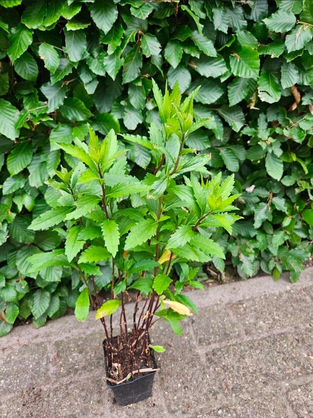 Aster plant - Vaste plant voor uw tuin, Tuin en Terras, Planten | Tuinplanten, Volle zon, Vaste plant, Herfst, Ophalen