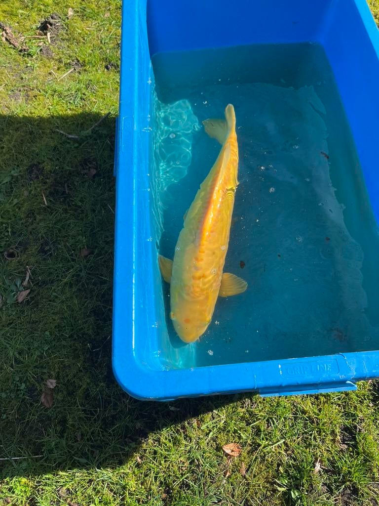 Karachi koi, Karper of Koi