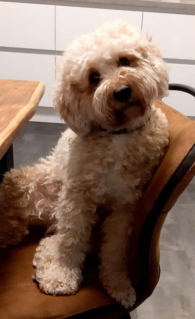 Nestaankondiging mini Labradoodle, Overige rassen, 8 tot 15 weken, Parvo, Meerdere