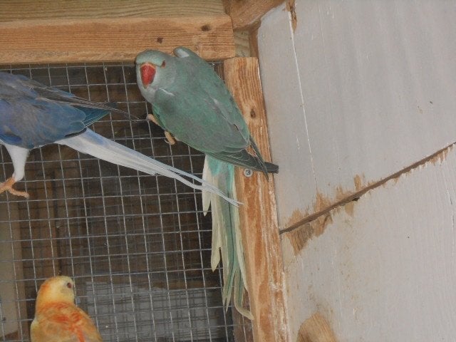 halsbanden bleekstaart, Meerdere dieren, Parkiet, Geringd