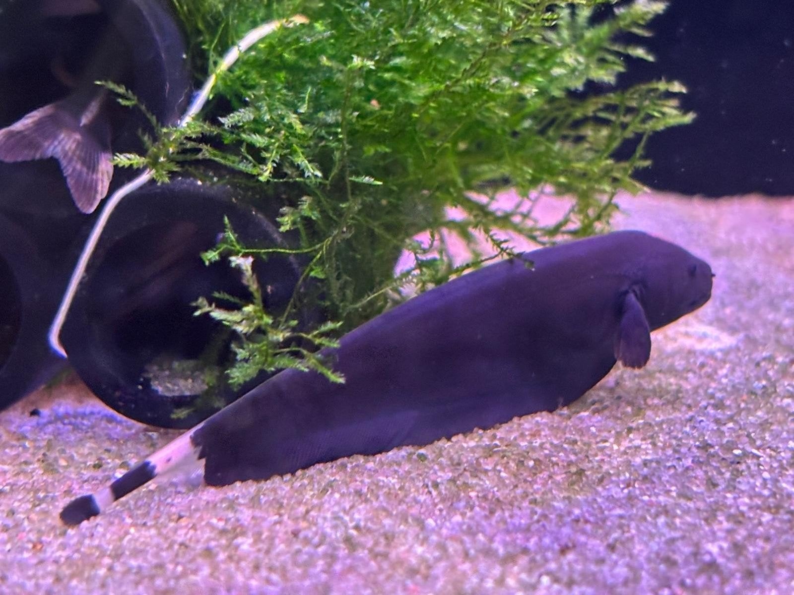 zwarte geestmesvis, Dieren en Toebehoren, Vis, Zoetwatervis, Schoolvis