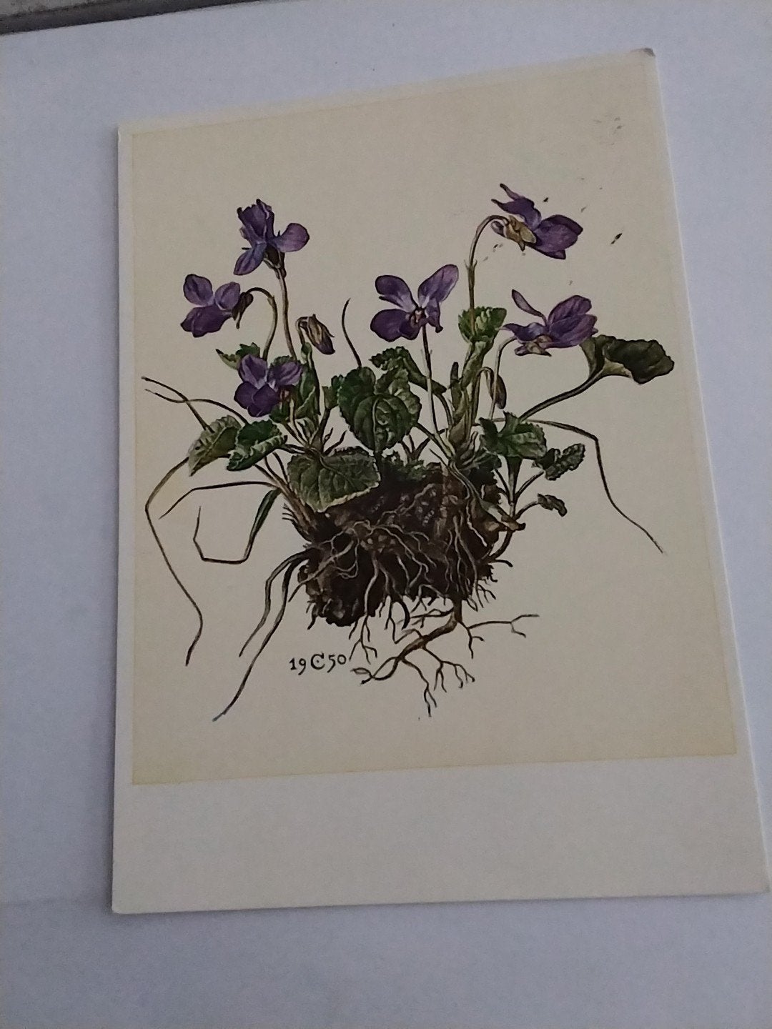 Oude ansichtkaart Viooltjes. CLAUS CASPARI, Ophalen of Verzenden, 1940 tot 1960, Gelopen