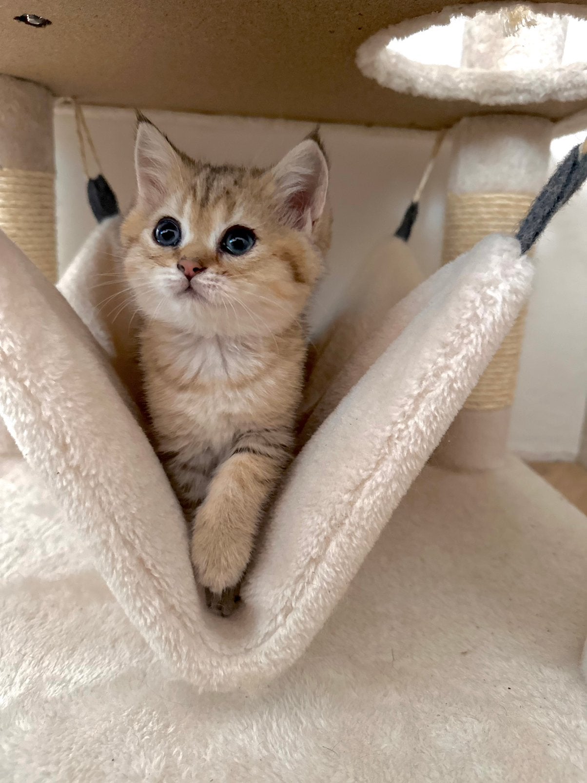 Britse korthaar kittens chinchilla black golden poesje kater, Meerdere dieren, Gechipt, 0 tot 2 jaar