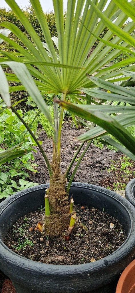 Foto 7 van Trachycarpus Fortunei    AANBIEDING