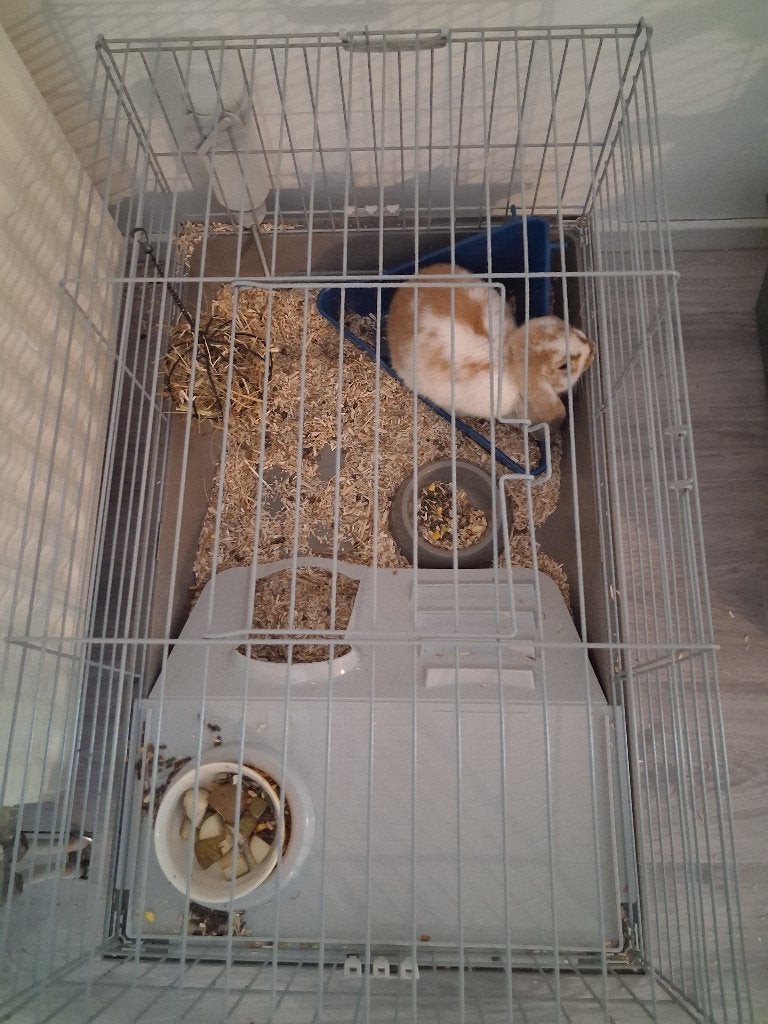 konijn vrouwtje, Dieren en Toebehoren, Vrouwelijk, Middelgroot, 0 tot 2 jaar