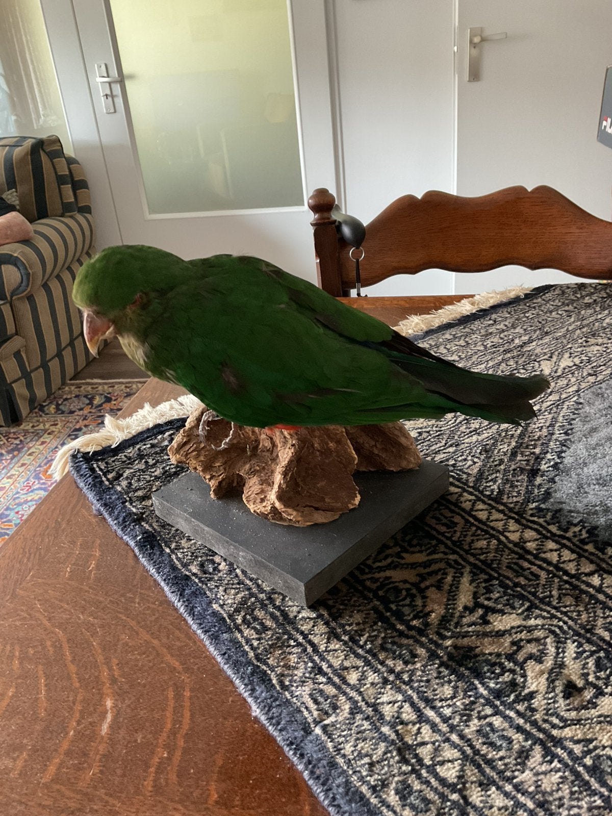 Australische koningsparkiet taxidermie, Verzamelen, Dierenverzamelingen, Ophalen of Verzenden, Zo goed als nieuw, Vogel, Opgezet dier