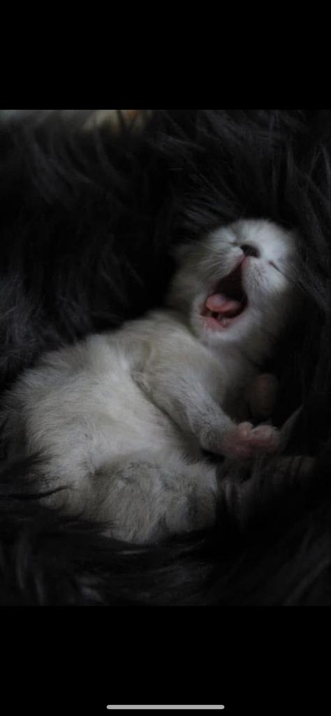 Ragdoll kittens, Dieren en Toebehoren, Meerdere dieren