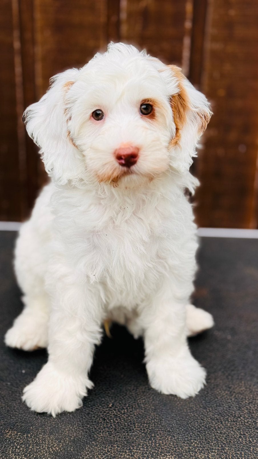 Australian Labradoodle puppy, Parvo, 8 tot 15 weken, Eén hond, Nederland