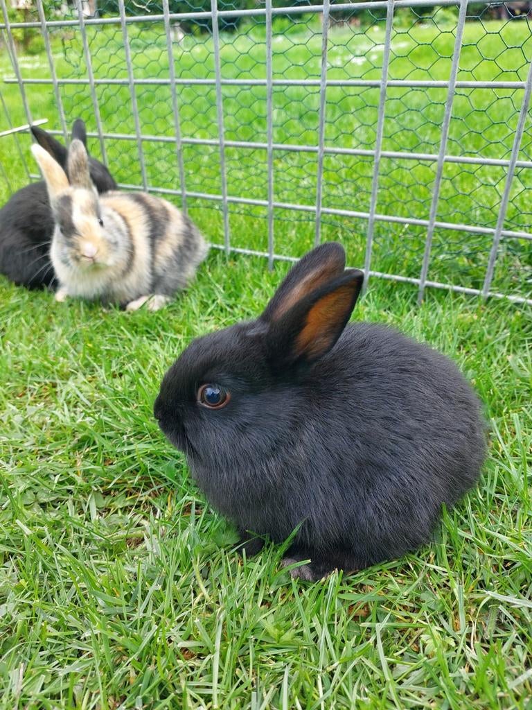 Baby konijntjes te koop heel mak en tam, Dieren en Toebehoren, Konijnen, Meerdere dieren, Klein, 0 tot 2 jaar
