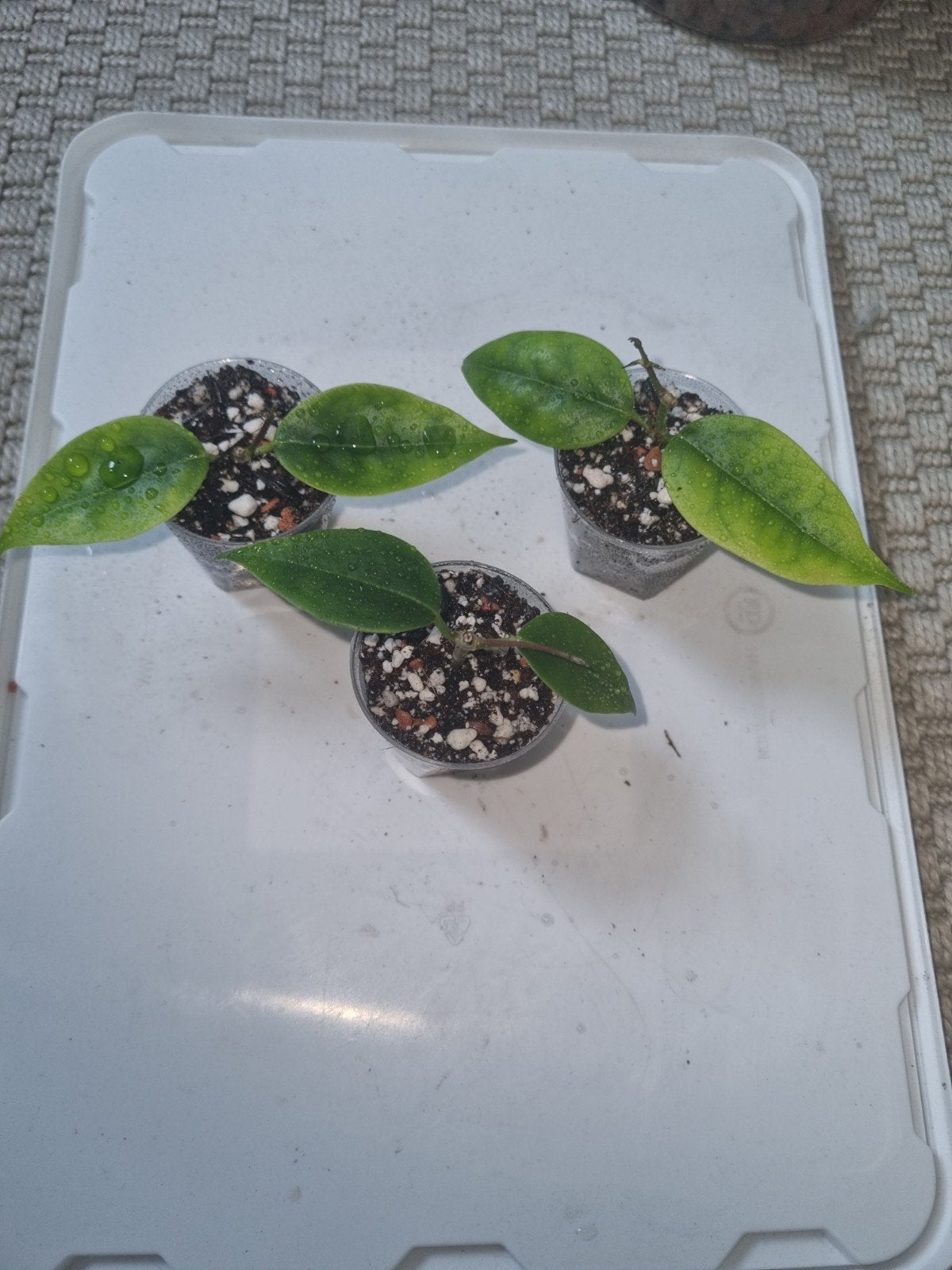 Hoya iris marie, Huis en Inrichting, Kamerplanten, Ophalen of Verzenden, Halfschaduw, Minder dan 100 cm