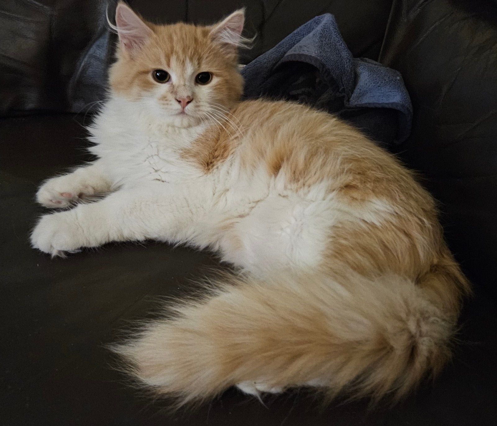 Siberische kater 5 maanden goed lezen., Dieren en Toebehoren, Kater, Met stamboom, 0 tot 2 jaar