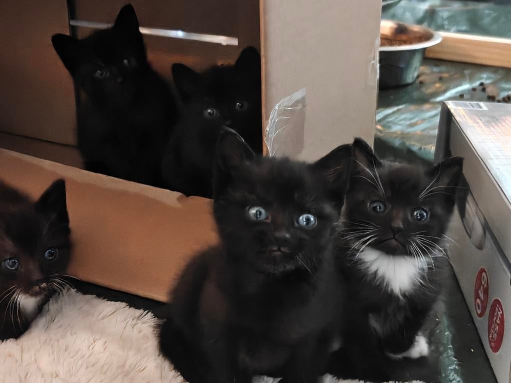 3 lieve kittens beschikbaar, Dieren en Toebehoren, Katten en Kittens | Overige Katten, Meerdere dieren, Kortharig, 0 tot 2 jaar