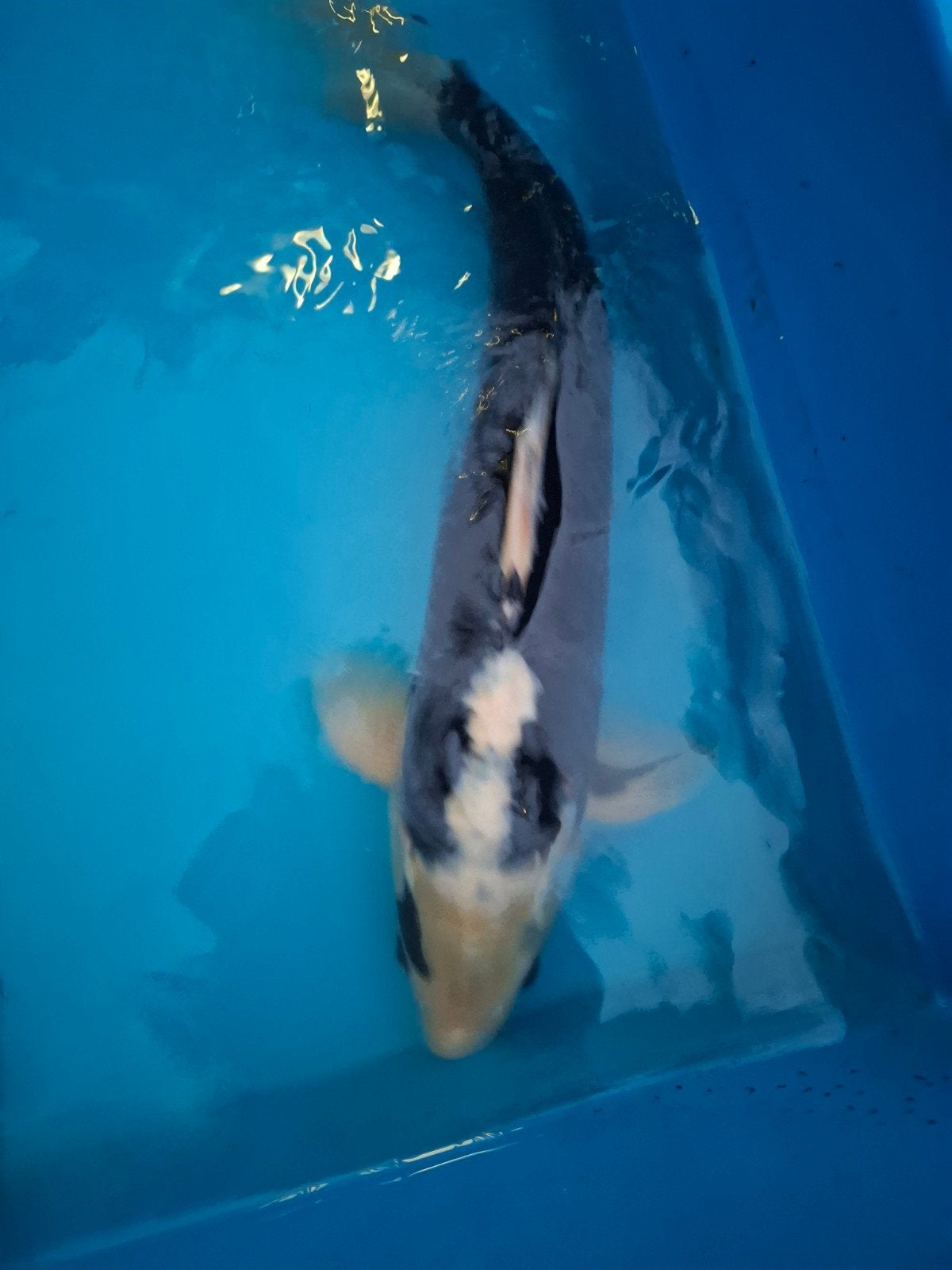 Te koop hageshiro, Karper of Koi