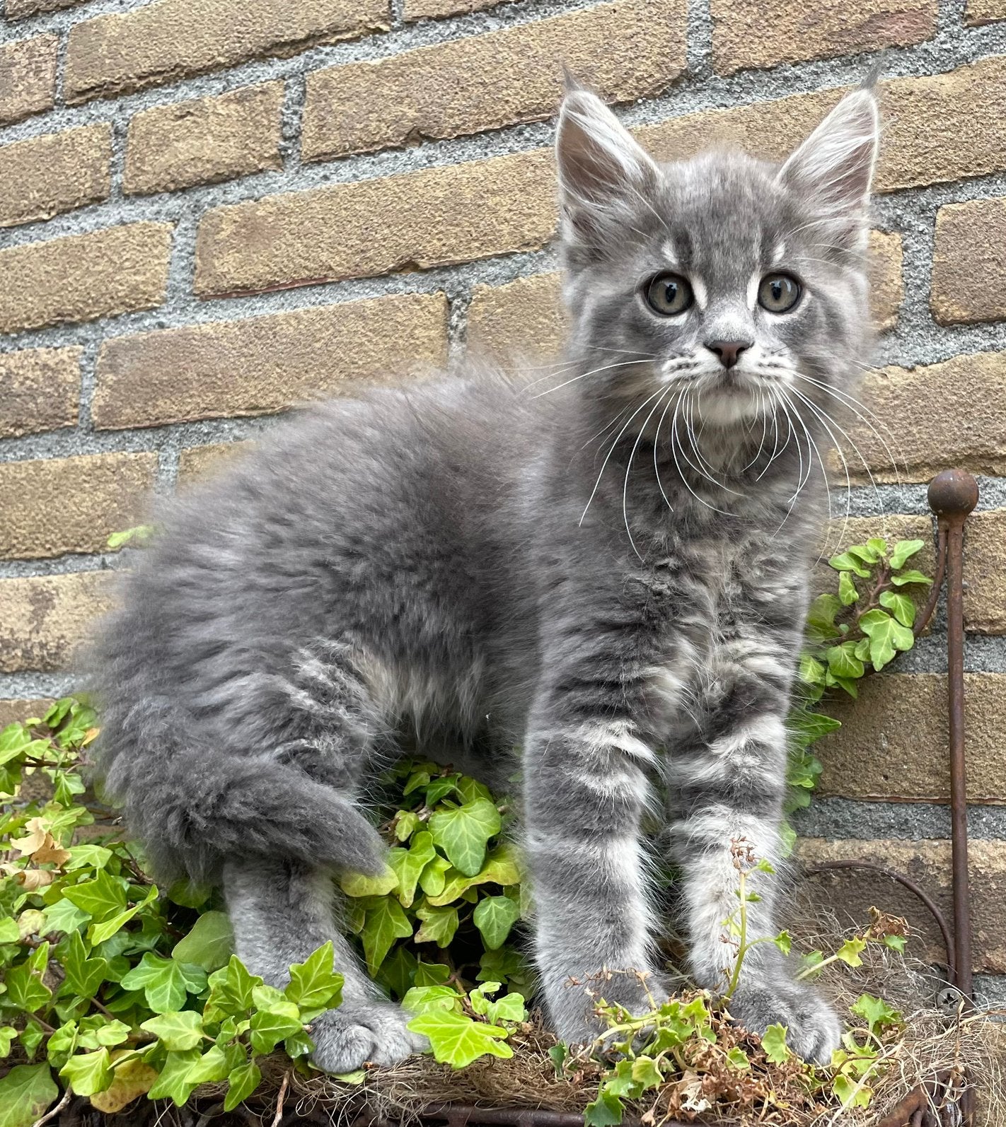 Maine Coon kittens, Meerdere dieren, Gechipt, 0 tot 2 jaar