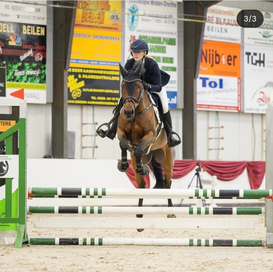 Project paardje, Dieren en Toebehoren, Paarden, Merrie, Met stamboom, 3 tot 6 jaar, 160 tot 165 cm