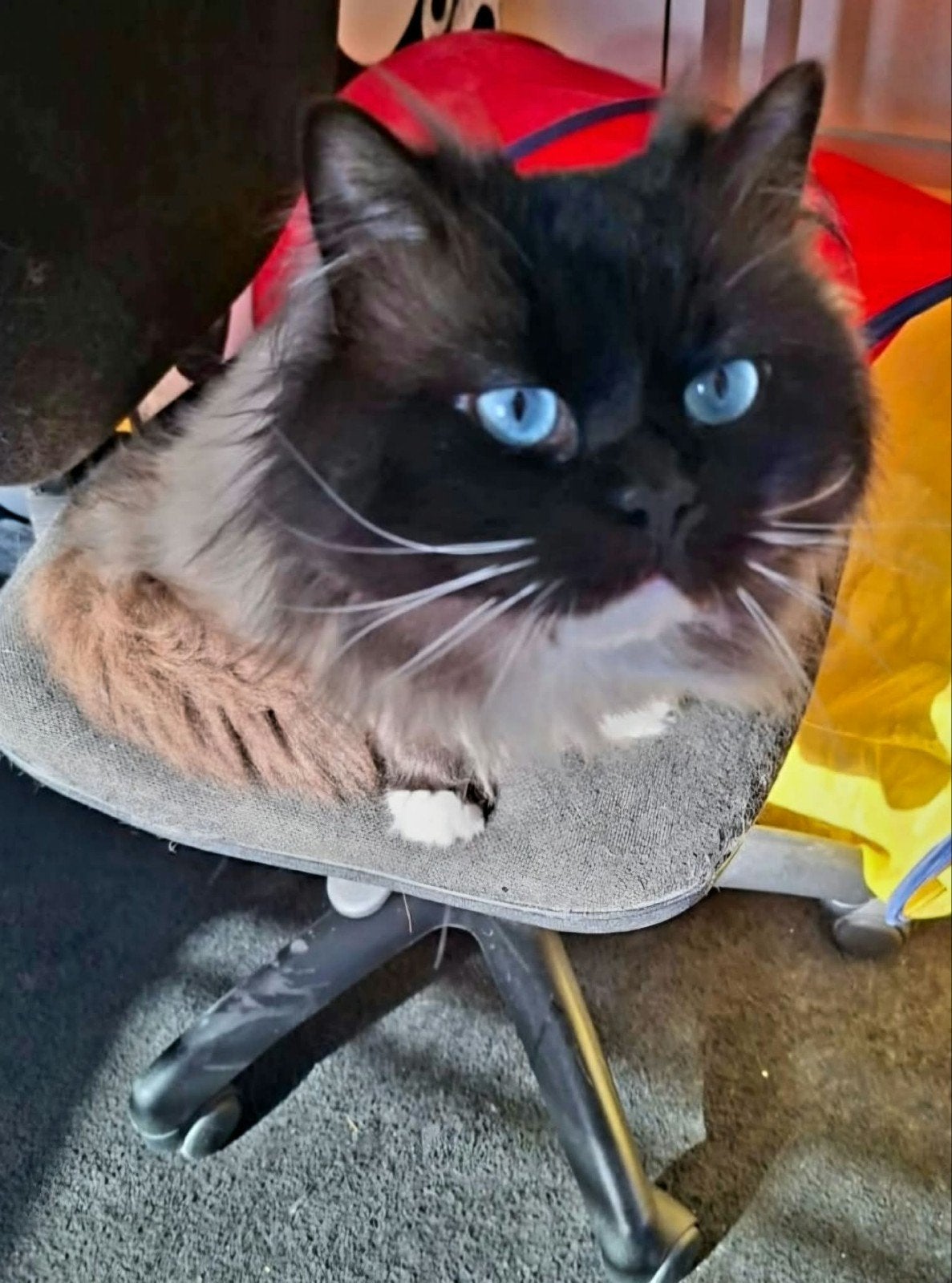 Mijn zoon kater zoekt een leuke huis, Kater, Langharig, 3 tot 5 jaar