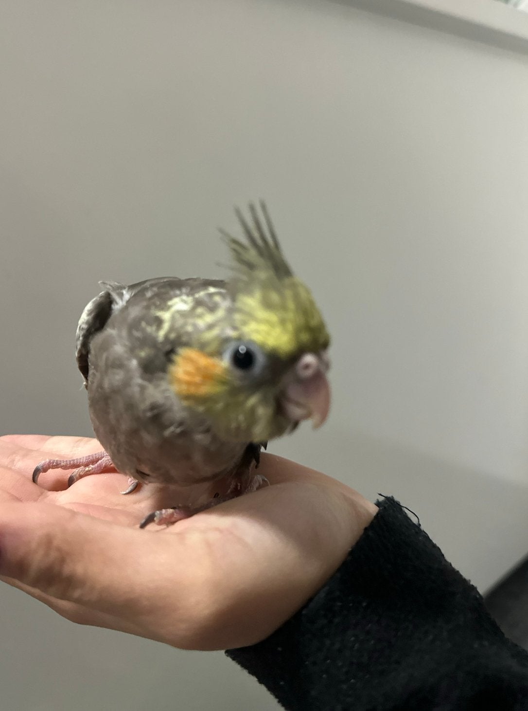 Lieve valkparkiet zoekt een nieuw huisje, Mannelijk, Parkiet, Geringd
