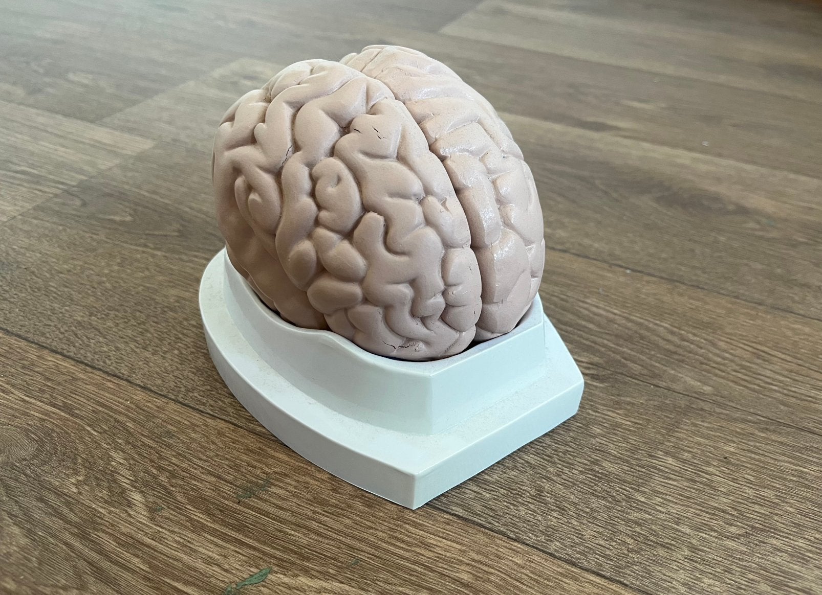 Anatomisch model - Hersenen (5-DELIG!) (GOEDE STAAT), Antiek en Kunst, Ophalen of Verzenden