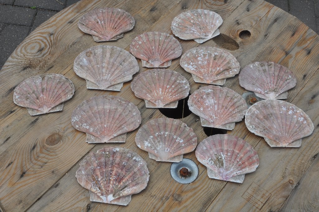 14 sint jacobs schelpen, Ophalen of Verzenden, Gebruikt, Knutselwerk