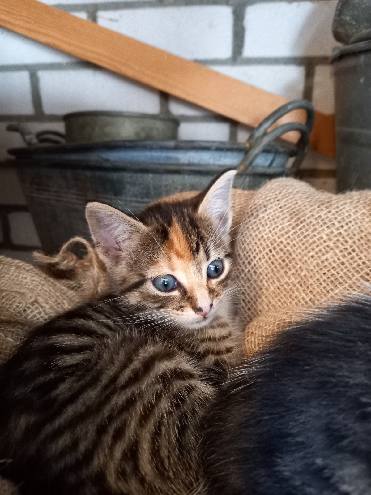 Prachtige lieve kittens, Dieren en Toebehoren