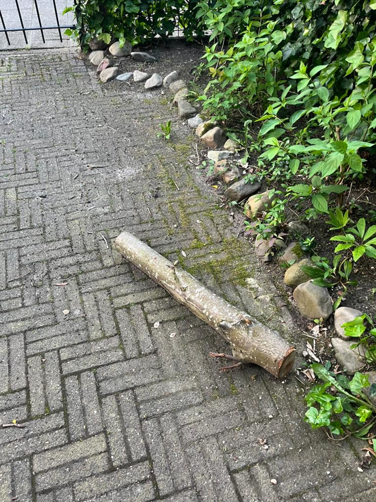 1 boomstam gratis, Tuin en Terras, Haardhout, Minder dan 3 m³, Ophalen