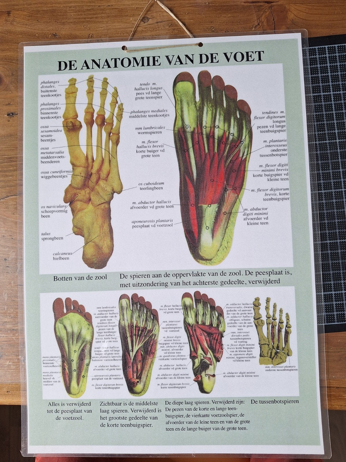 Anatomie van de voet - Educatieve poster, Verzamelen, Posters, Ophalen of Verzenden, Zo goed als nieuw, A1 t/m A3