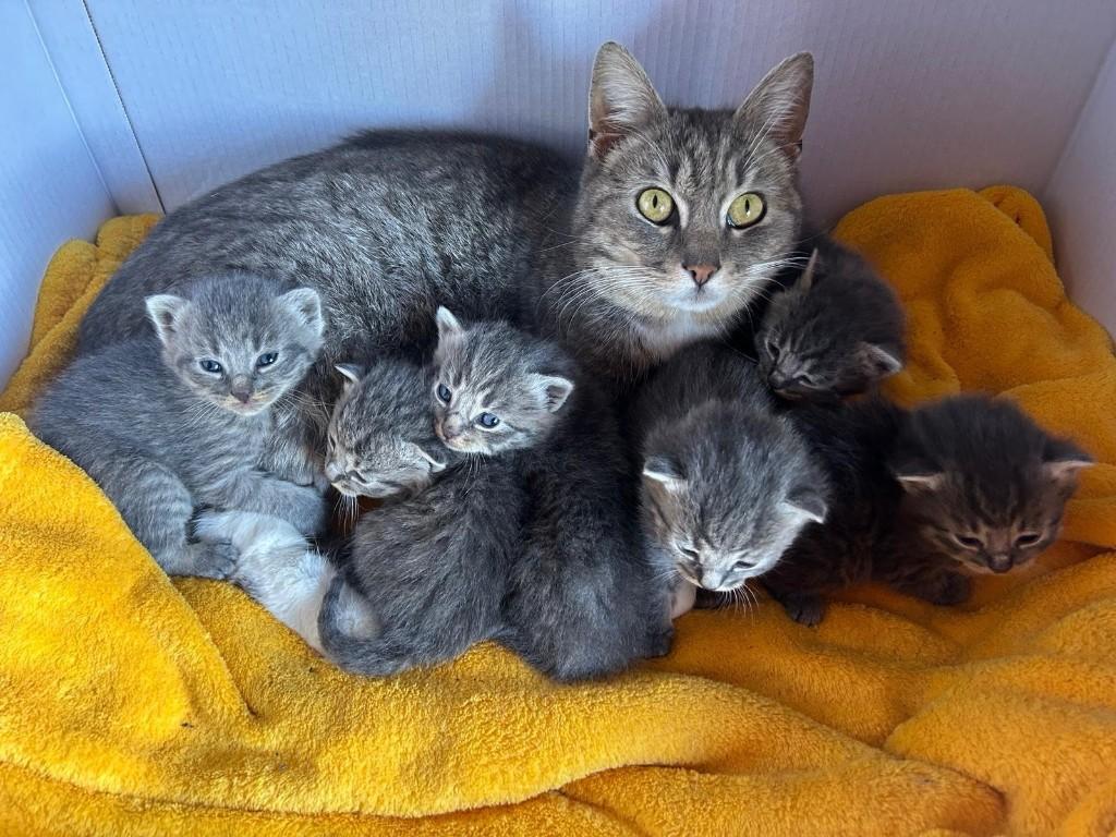 Nog 2 katertjes beschikbaar: Prachtige aanhankelijke kittens, Meerdere dieren, Kortharig, 0 tot 2 jaar