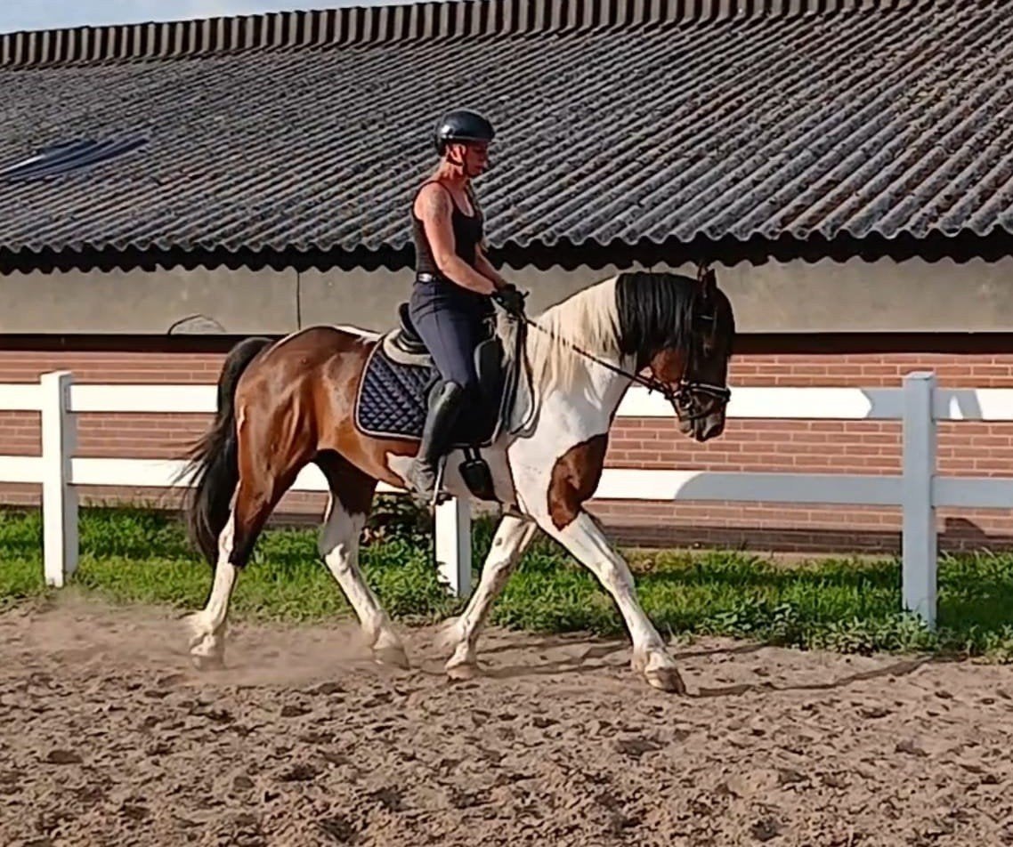 Waanzinnig knappe brave ruin!!, Ruin, 3 tot 6 jaar, Gechipt, 160 tot 165 cm