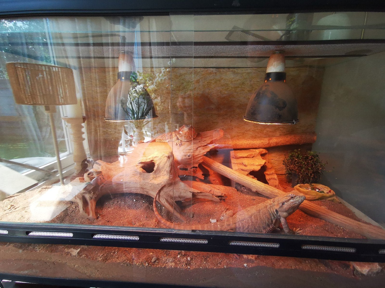 terrarium en 2 lieve baardagamen te koop
