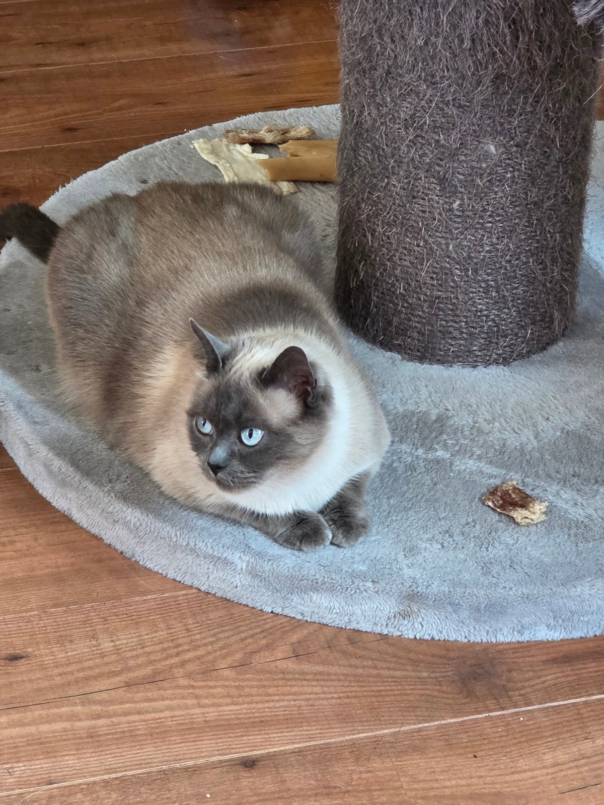 Siamese poes, Dieren en Toebehoren, Katten en Kittens | Overige Katten, Poes, 3 tot 5 jaar