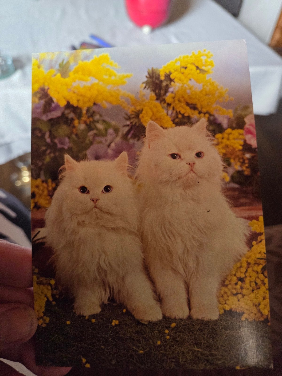 Ansichtkaart met twee Perzische katten, Ophalen of Verzenden, 1980 tot heden, Ongelopen