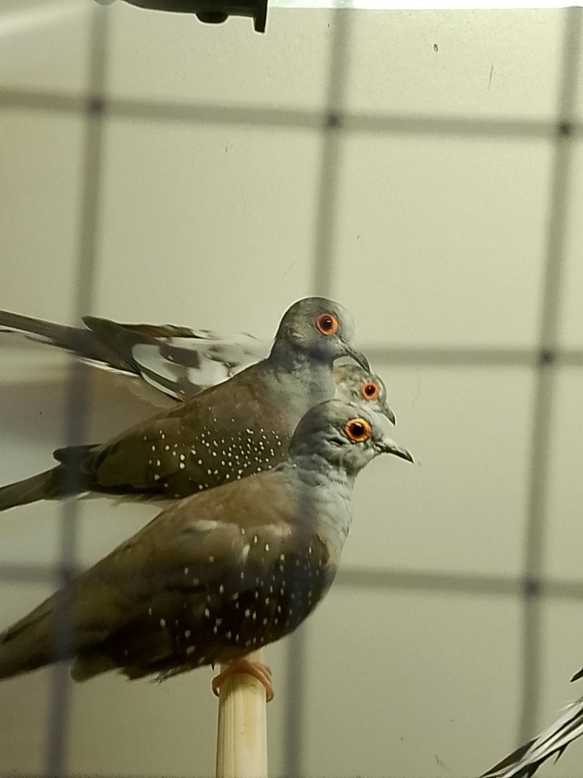 diamant duiven, Meerdere dieren