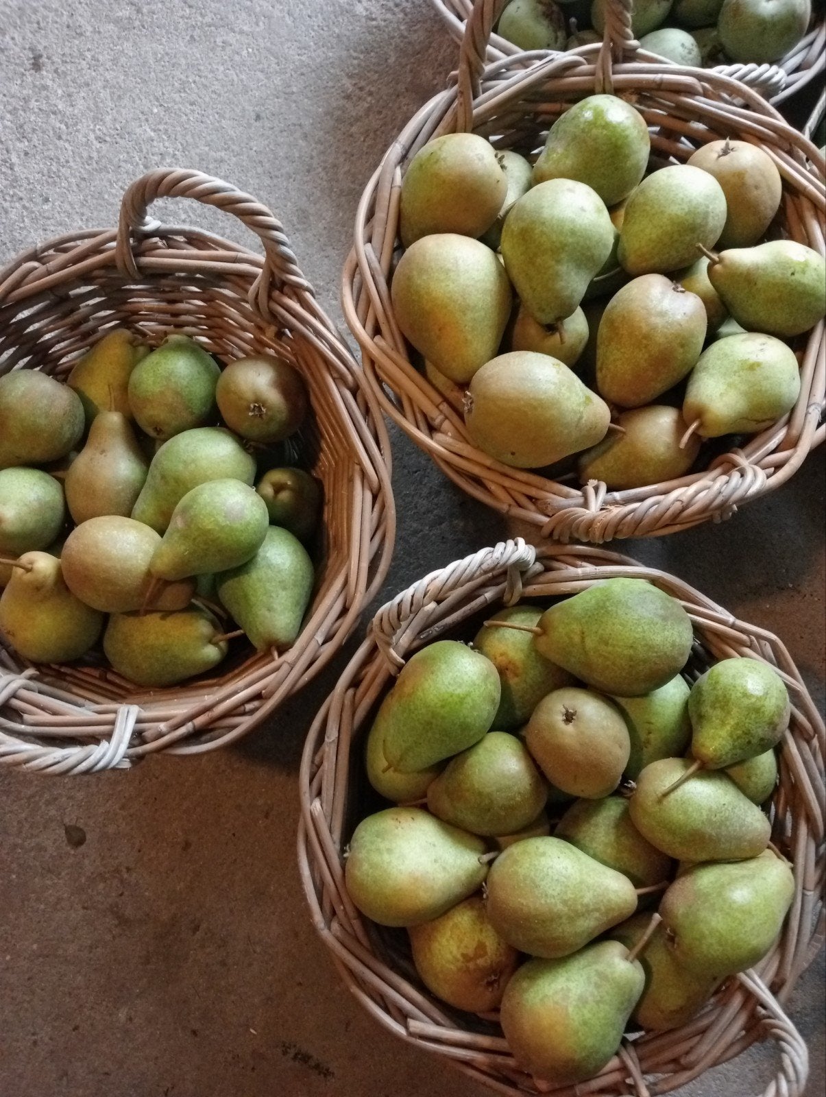 Stoofperen Winterriet., Diversen, Levensmiddelen, Ophalen