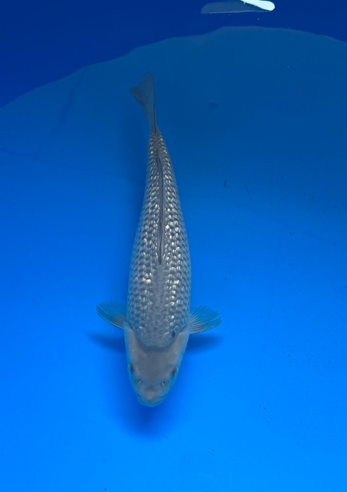 Ginrin soragoi uit yellow monkey dainichi, Dieren en Toebehoren, Karper of Koi