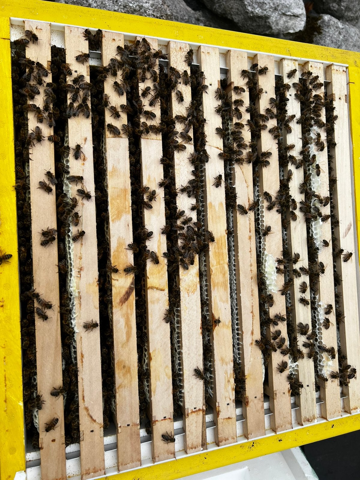 F1 Carnica bij 2026, Dieren en Toebehoren, Bijen
