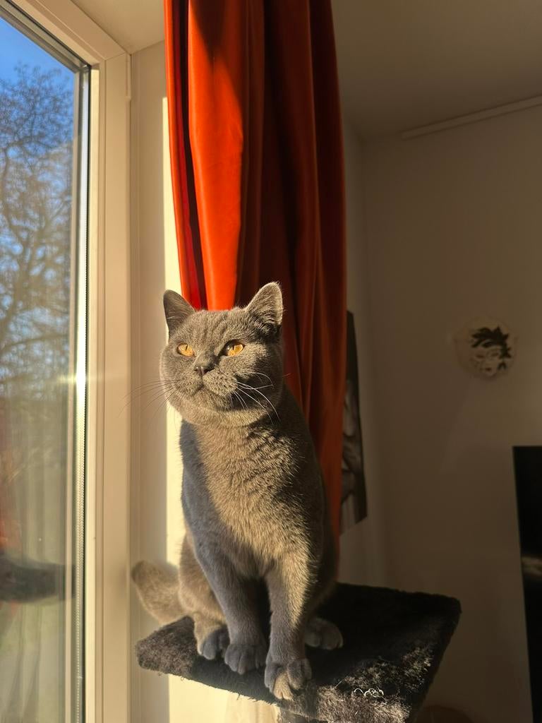Britse Korthaar kater beschikbaar voor dekking, Meerdere dieren