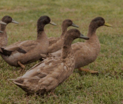 te koop khaki cambel eenden 3 vrouwen 1 man, Dieren en Toebehoren, Meerdere dieren, Eend