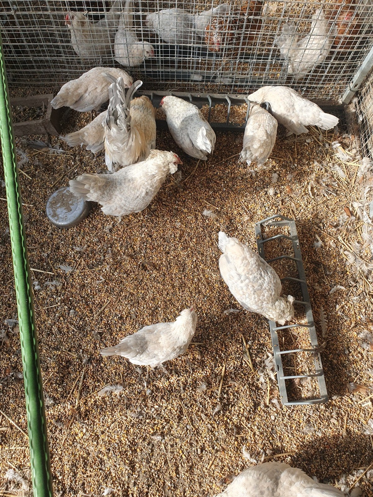 Te koop jongen antwerpse baardkrielen, Dieren en Toebehoren, Pluimvee, Meerdere dieren, Kip