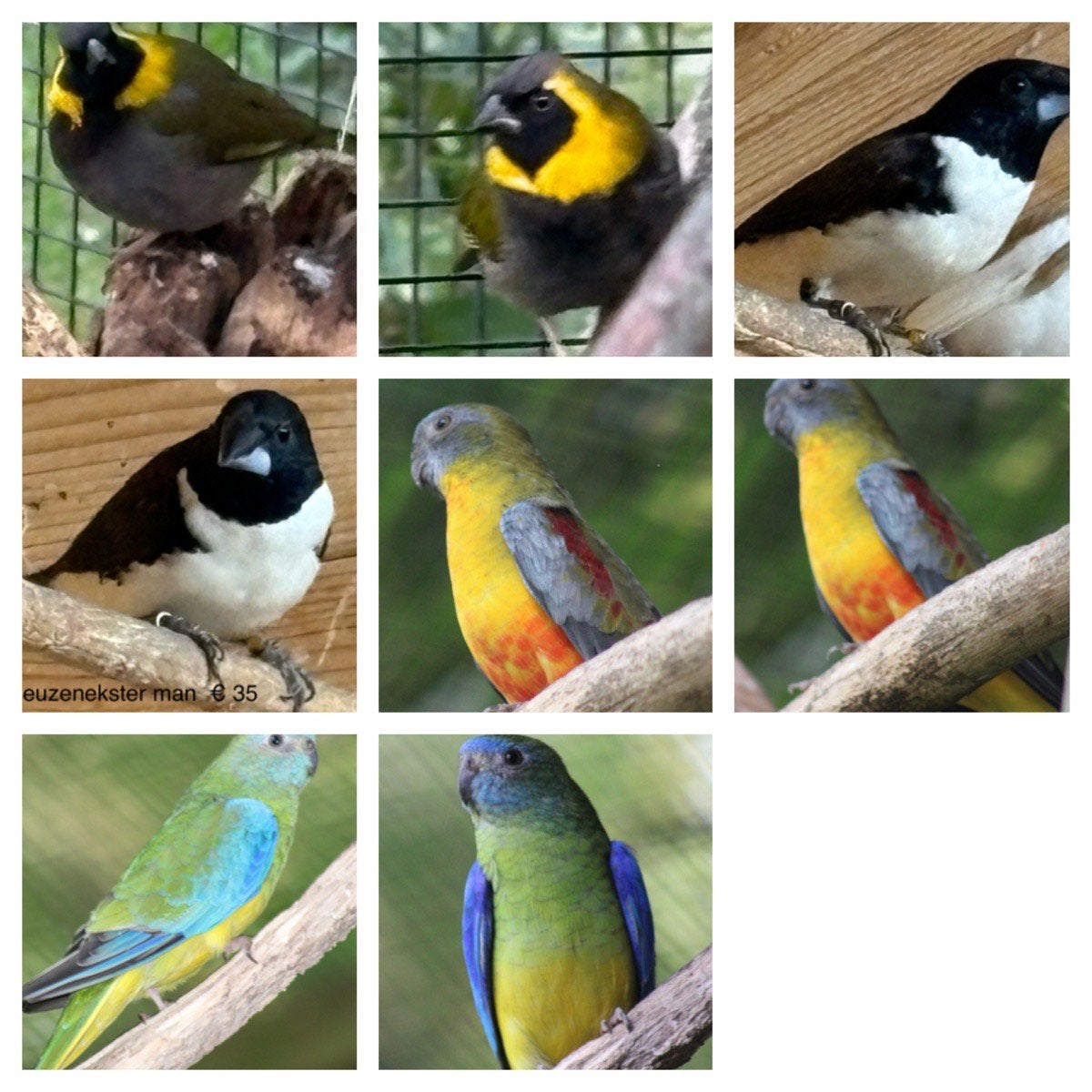 Verschillende tropen vogels