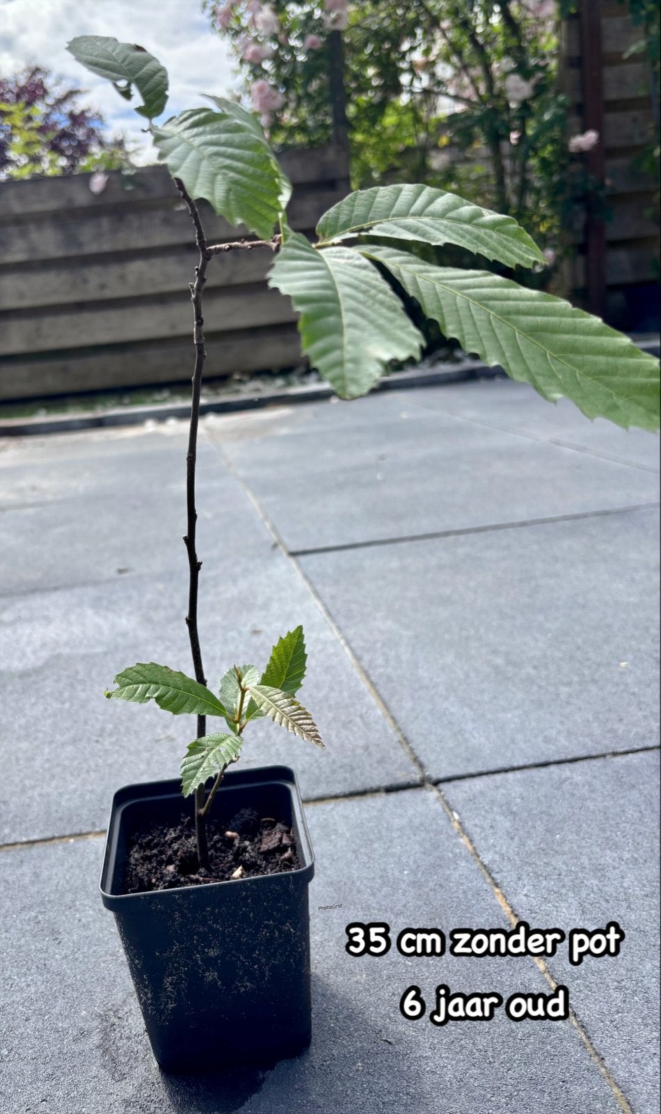 Biologische Tamme Kastanje - 6 jaar oud, Bonsai, voedselbos, Minder dan 100 cm, Zomer, Volle zon, In pot