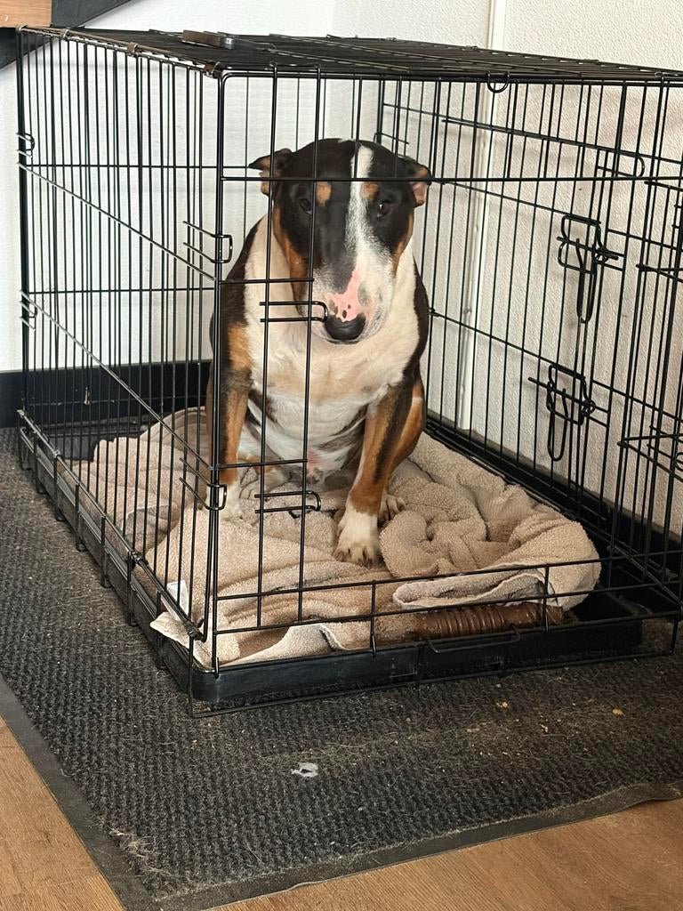 Gouden mand gezocht voor miniatuur bullterrier, Parvo, Bull Terriër, Reu, 1 tot 2 jaar