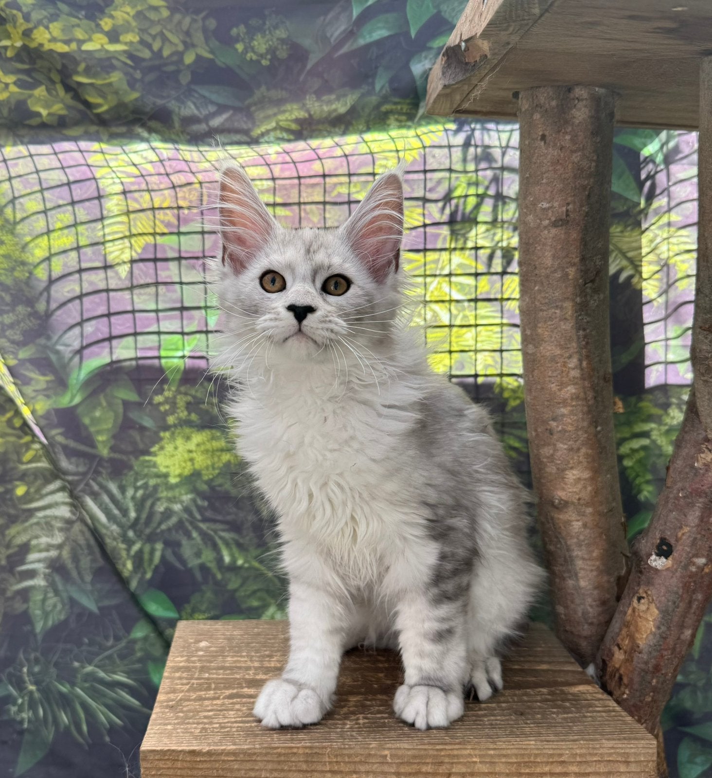 Maine Coon kitten, Poes, Met stamboom, 0 tot 2 jaar