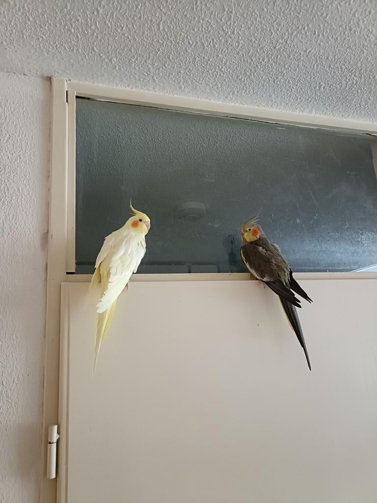2 valkparkieten met kooi, Dieren en Toebehoren