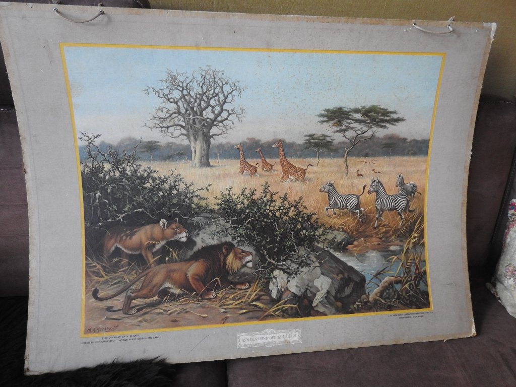 Schoolplaat:  Aan den rand der Kalahari. Van M.A. Koekkoek, Antiek en Kunst, Antiek | Schoolplaten, Ophalen of Verzenden, Natuur en Biologie