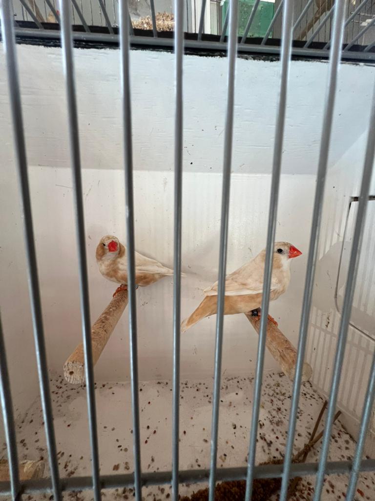 Koppel Isabel Pastel Zebravinken, Meerdere dieren, Tropenvogel, Geringd